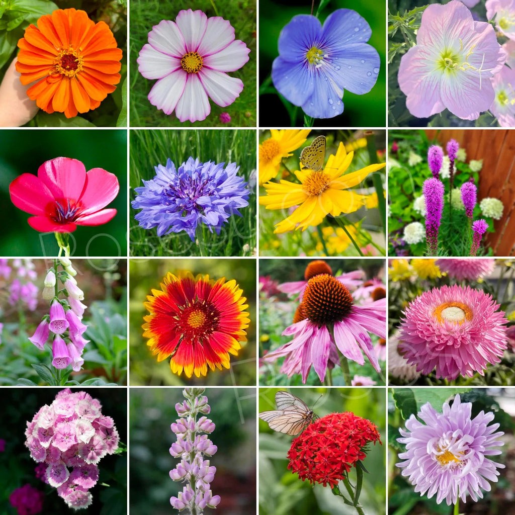 🔥💝Premium Cold-Hardy Mixed Perennial Seeds