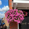 💐UV-Resistant Artificial Petunias – Always Blooming, Zero Maintenance
