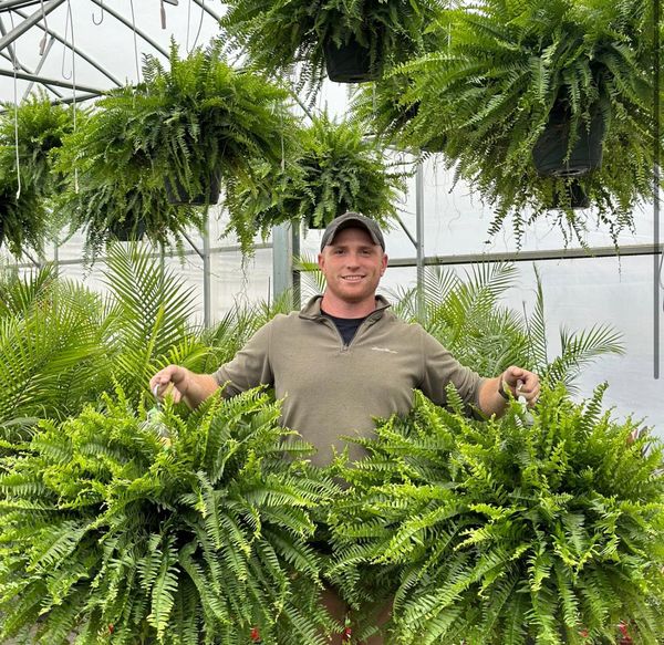 🔥Last Day 50% OFF🔥Oversized Pre-Lit Artificial Boston Ferns --No watering, No fading