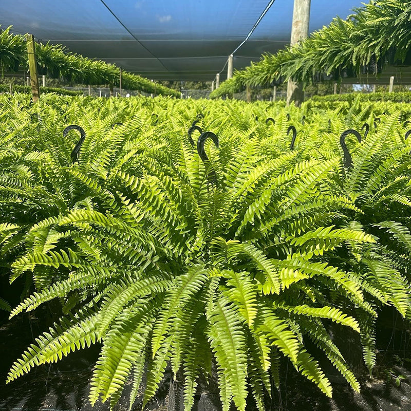 🔥Last Day 50% OFF🔥Oversized Pre-Lit Artificial Boston Ferns --No watering, No fading